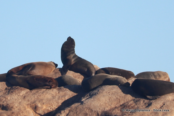cape fur seal, South Africa